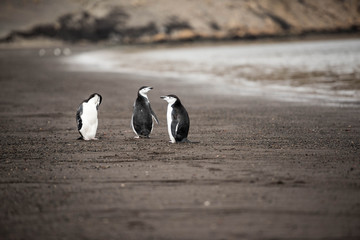 Pingwin Maskowy na Deception Island © Pawel