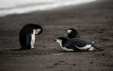 Pingwin Maskowy na Deception Island © Pawel