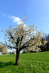 Kirschbaum im Hochformat