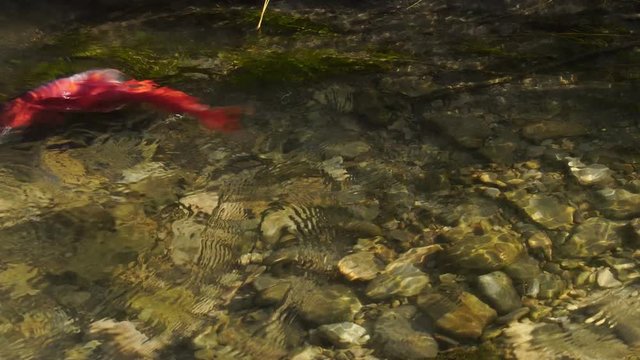 Kokanee Salmon spawning in a small river in Utah