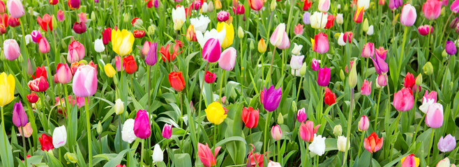 Colorful tulips background.