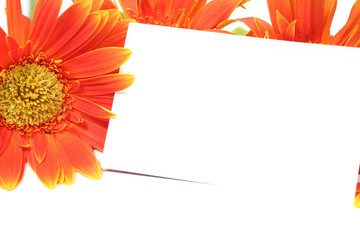 Orange gerbera flower with blank card