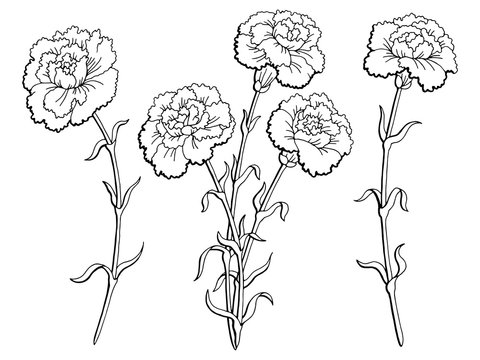 Carnation Drawing PNG, Vector, PSD, and Clipart With Transparent Background  for Free Download | Pngtree