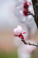 Spring flowers