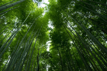 Obraz na płótnie Canvas Bamboo Forest in Japan, Arashiyama, Kyoto