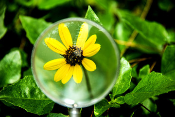 Wildflower yellow flower under magnifying glass