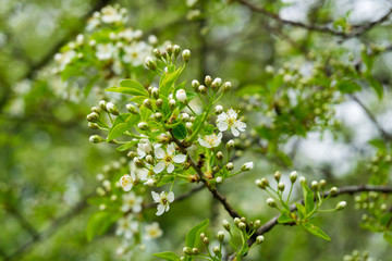 Steinweichsel im Frühling 