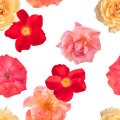 Seamless photo rose floral pattern on white