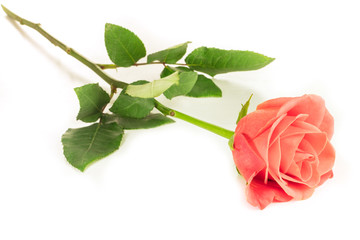 Pink rose on white background with copyspace