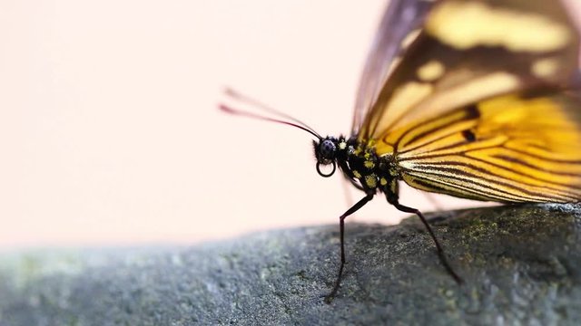 Borboleta amarela.