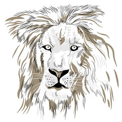 Hand drawn lion portrait close-up. Vector image.