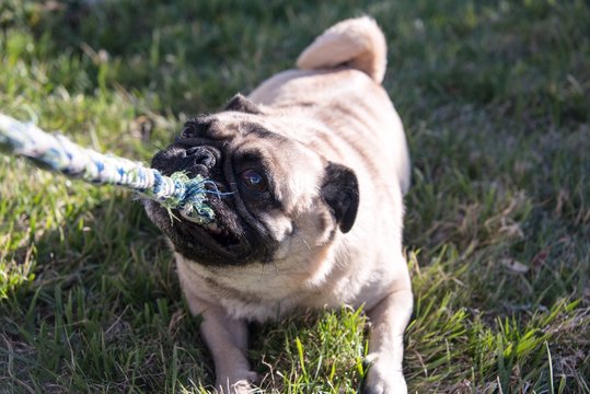 pug playing with a rope