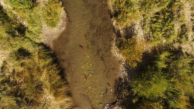 Aerial view of Kokanee Salmon spawning in a small river in Utah
