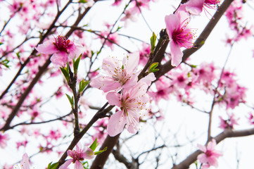 Mooie kersenbloesem sakura in het voorjaar over blauwe hemel.
