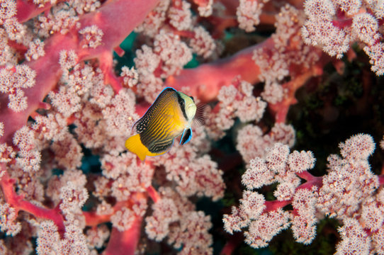 Splendid dotyback, Pseudochromis splendens, Raja Ampat Indonesia