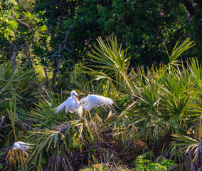 Mating pair of White Egrets Lush green foliage background building nest