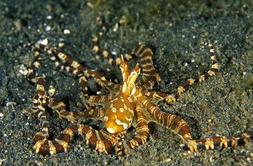 Mimic octupus, undescribed, Sulawesi Indonesia.