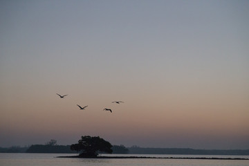 Fototapeta na wymiar Dawn light over mangrove area of Thousand Islands in Everglades, Florida