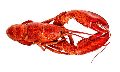 Boiled lobster on a white background.