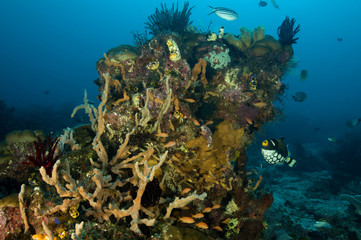 Naklejka na ściany i meble Coral reef scene Raja Ampat Indonesia