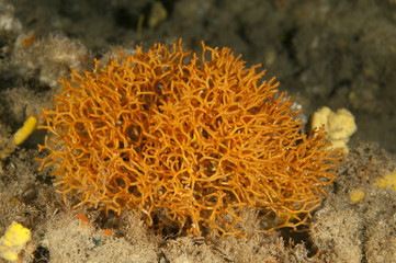 Naklejka na ściany i meble Deer horn coral, Pentapora fascialis, Sarıgerme Fethiye Turkey