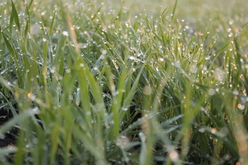 rain drops on winter wheat at sunset the sun in the spring