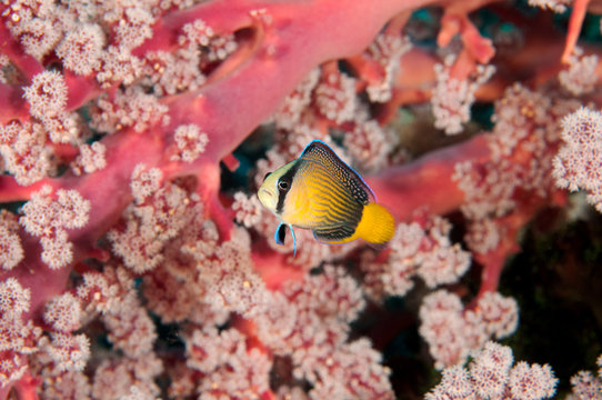 Splendid dotyback, Pseudochromis splendens, Raja Ampat Indonesia