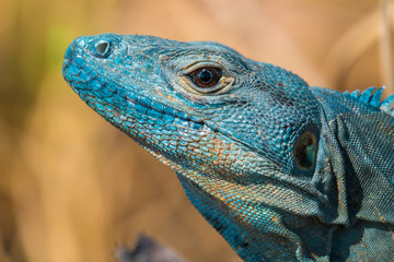 Close up shot of head of iguana with dry grass on the background