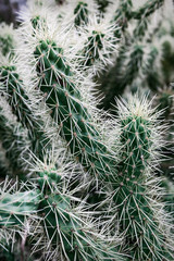 Closeup of prickly cactus in desert of Arizona, USA