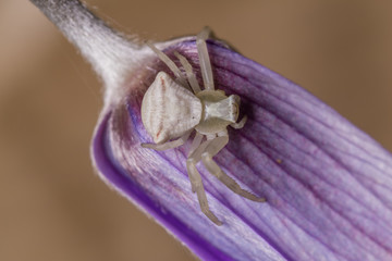 Crab spider on a violet flower