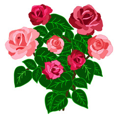 Rose bouquet isolated on white background