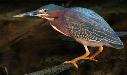 Bare throated tiger heron (Tigrisoma mexicanum) on the river's coast