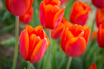 Tulipani rossi e arancioni in campo