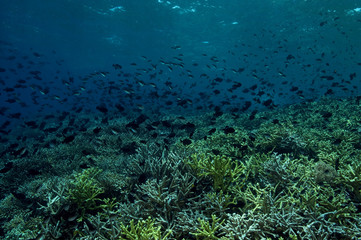 Fototapeta na wymiar Reef scenic with Acropora hard corals and red tooth trigger fishes Sulawesi Indonesia