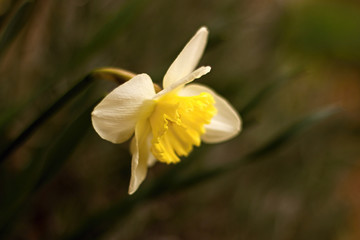 Yellow daffodil blooming in the garden