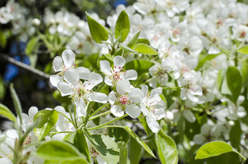 Spring blossoming pear tree