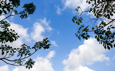 clouds and clear blue sky with tree foreground