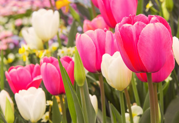 wonderful pink and white tulips