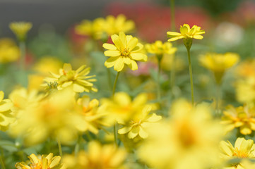 Zinnia flower in park
