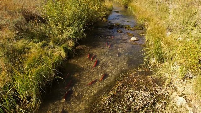 Aerial view of Kokanee Salmon spawning in a small river in Utah