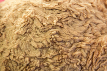 close up teddy bear fur texture
