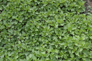 Background of the young nettle. Glade of nettle in the garden