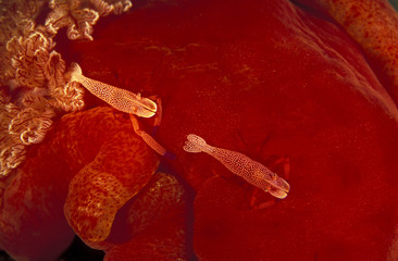 Emperor shrimps, Periclimenes emperator, living commensally on a sea slug, Komodo Indonesia.