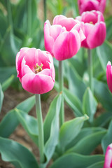 Fototapeta premium Tulipani rosa e bianchi in campo