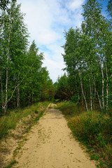 Fototapeta na wymiar narrow forest path