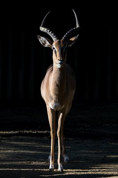 Blesbuck (Damaliscus Pygargus Phillipsi)