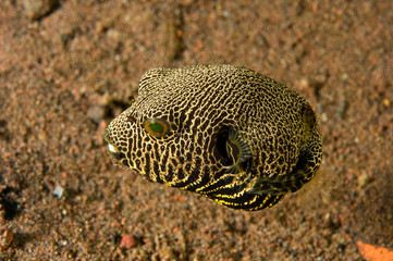 Juvenile star pufferfish, Arothron stellatus, Bali Indonesia.