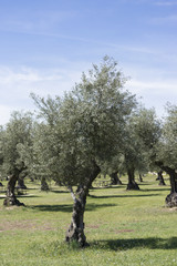Olive tree - Olea europaea
The olive, known by the botanical name Olea europaea, meaning "European olive", is a species of small tree in the family Oleaceae