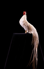 Coq "Onagadori Hakuro" © Warpedgalerie