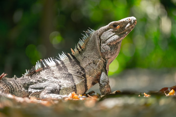 Iguana in the wild with green natural background
